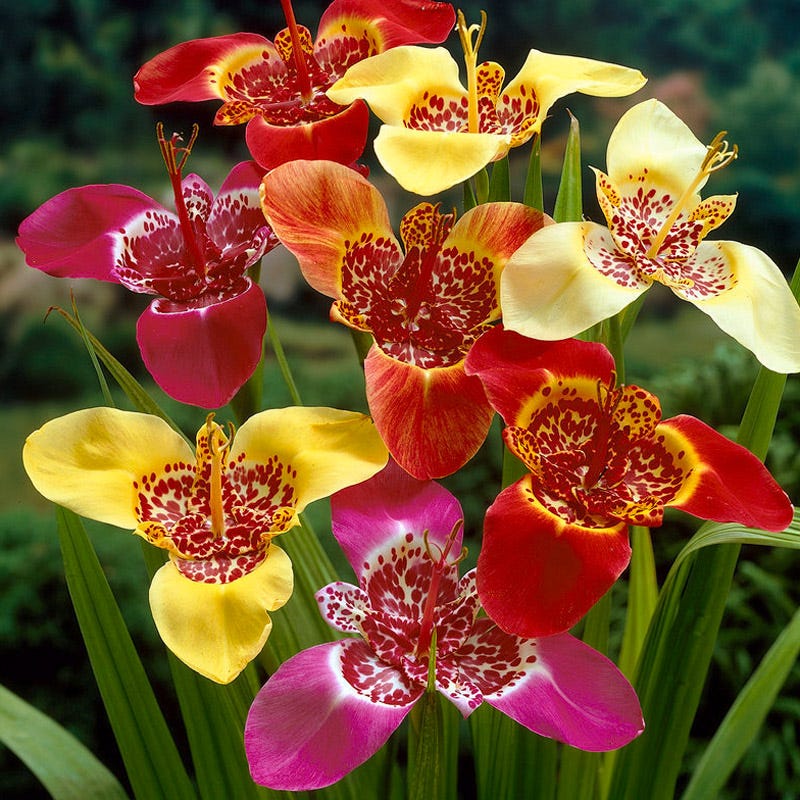 mexican tiger lily Tigridia Bulbs, Tiger Flower Bulb Mix, Mexican Shellflower Mix