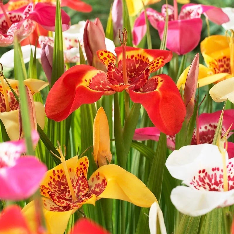 tiger lily allergy Allergy Friendly Bulb Collection