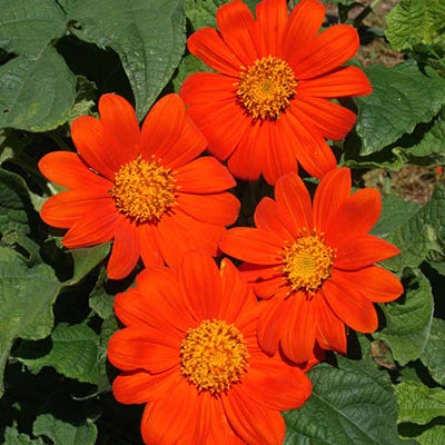 Mexican Sunflower Seeds, Tithonia rotundifolia