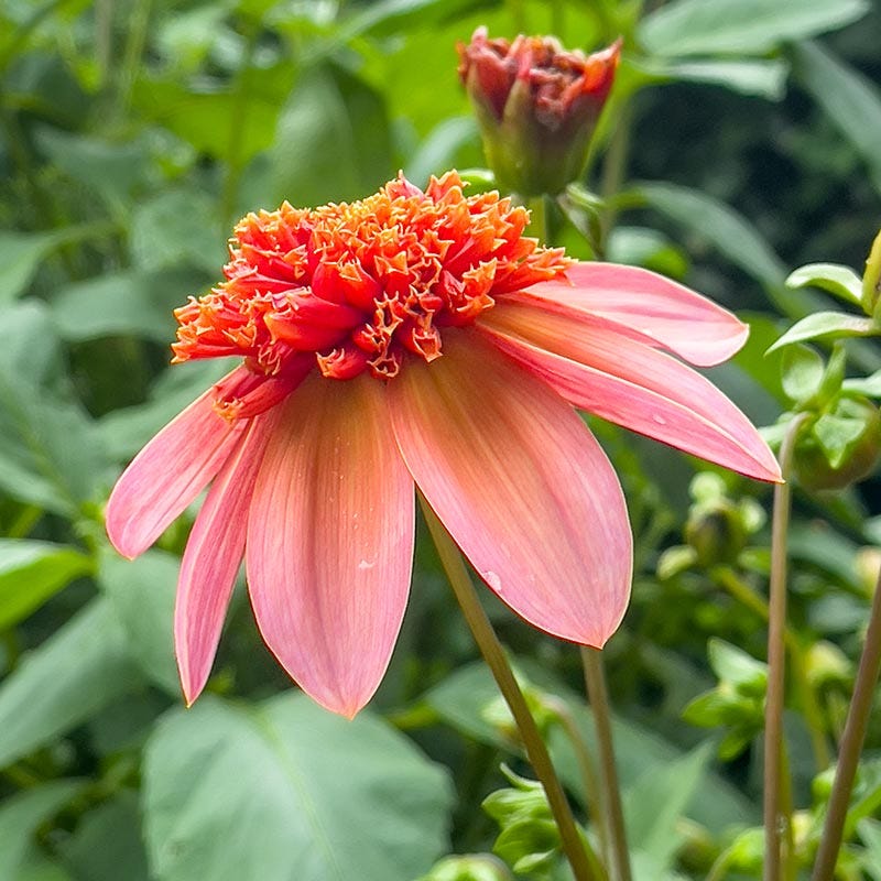 Totally Tangerine Dahlia
