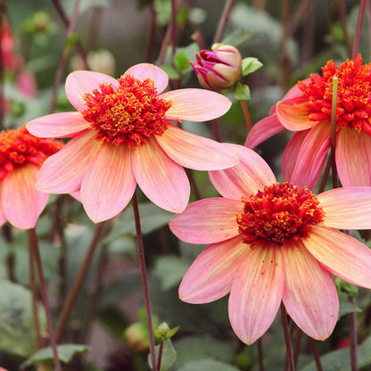 Totally Tangerine Dahlia
