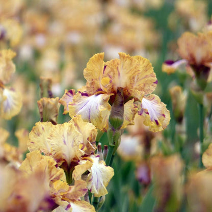 Toucan Tango Bearded Iris