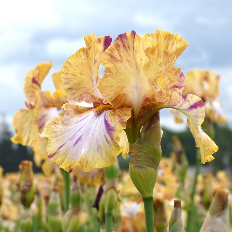 Toucan Tango Bearded Iris | Fragrant Spring Blooms
