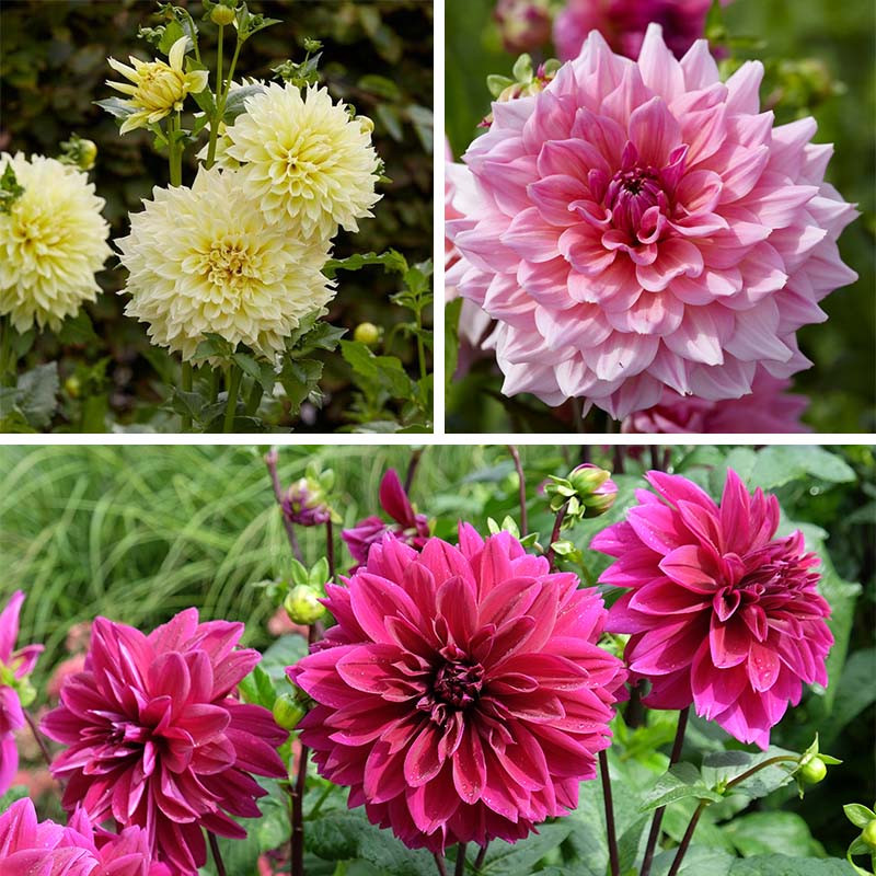 Tried & True Dinnerplate Dahlia Collection