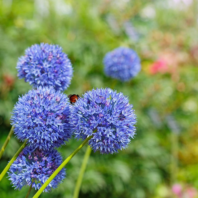 True Blue Allium
