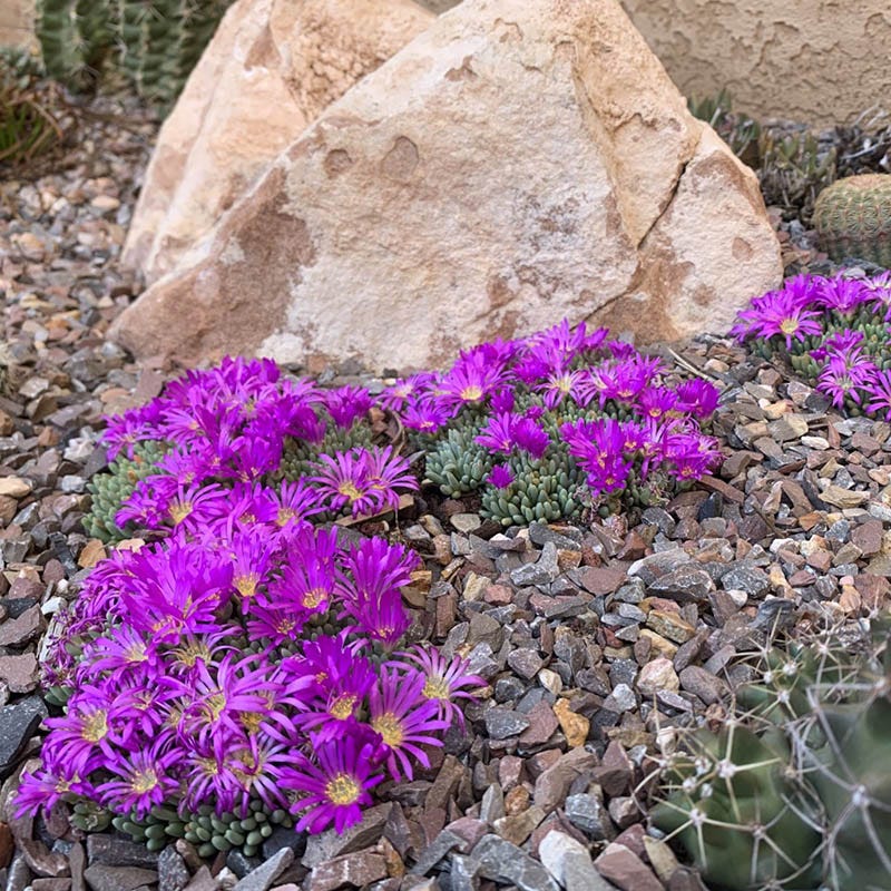 best fertilizer for ice plant Delosperma sphalmanthoides, Tufted Ice Plant