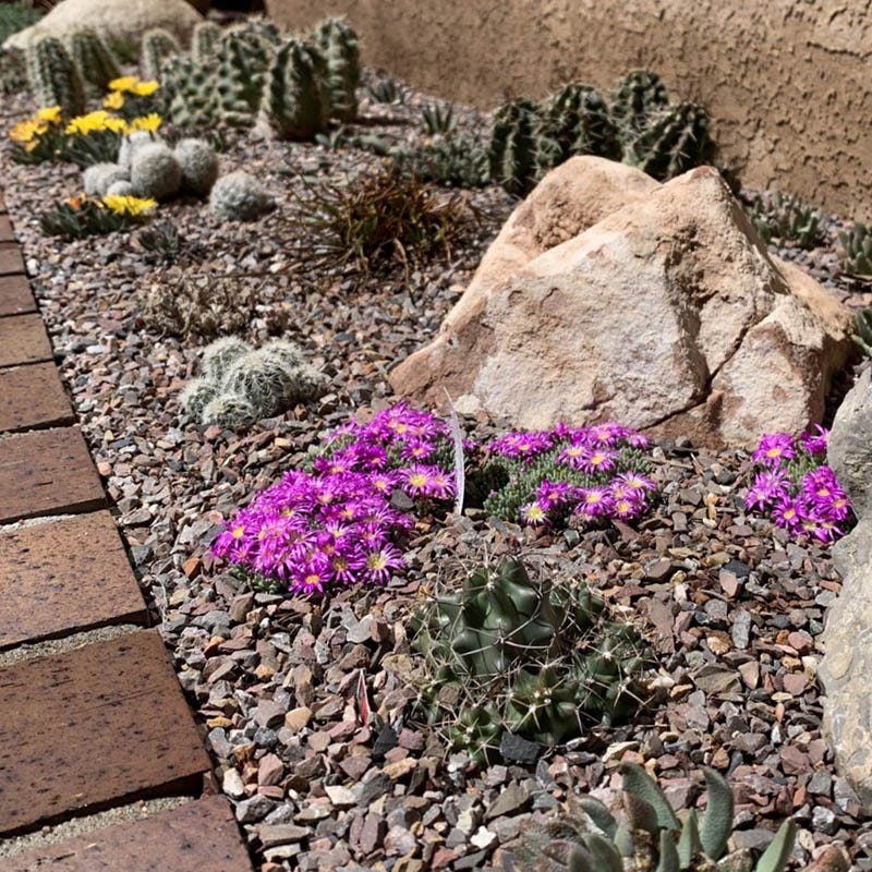 fertilizer for ice plant Delosperma sphalmanthoides, Tufted Ice Plant