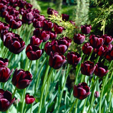 Queen Of The Night Single Late Tulip