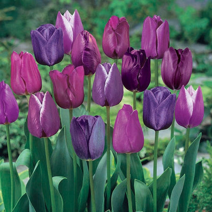 Blue Moon Triumph Tulip Mix