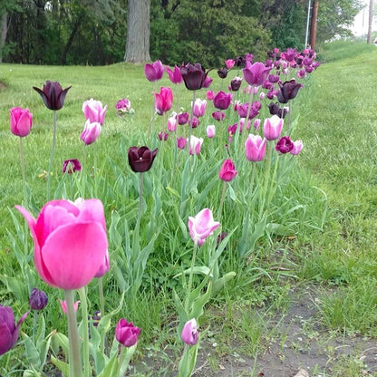 Blue Moon Triumph Tulip Mix