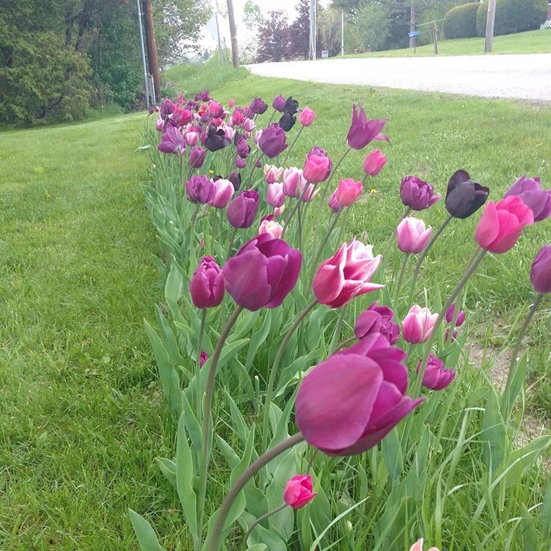 Blue Moon Triumph Tulip Mix