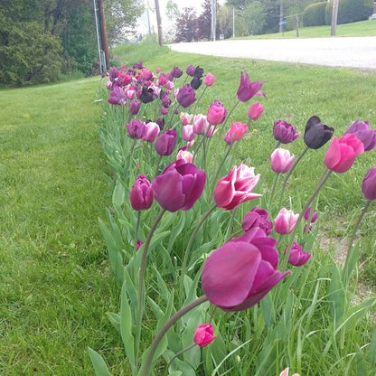 Blue Moon Triumph Tulip Mix