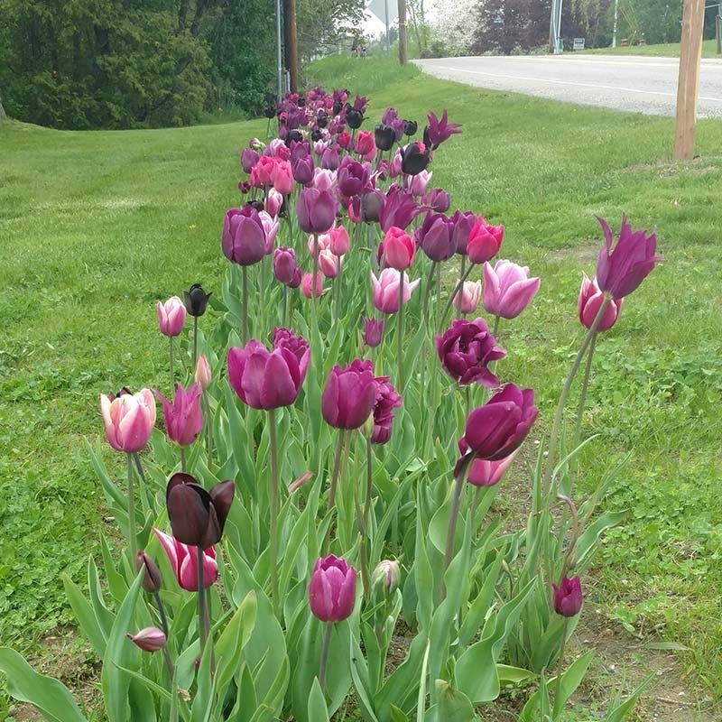 Blue Moon Triumph Tulip Mix