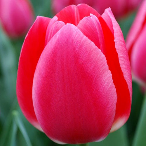 Rosy Delight Darwin Tulip Bulbs, Tulipa | High Country Gardens