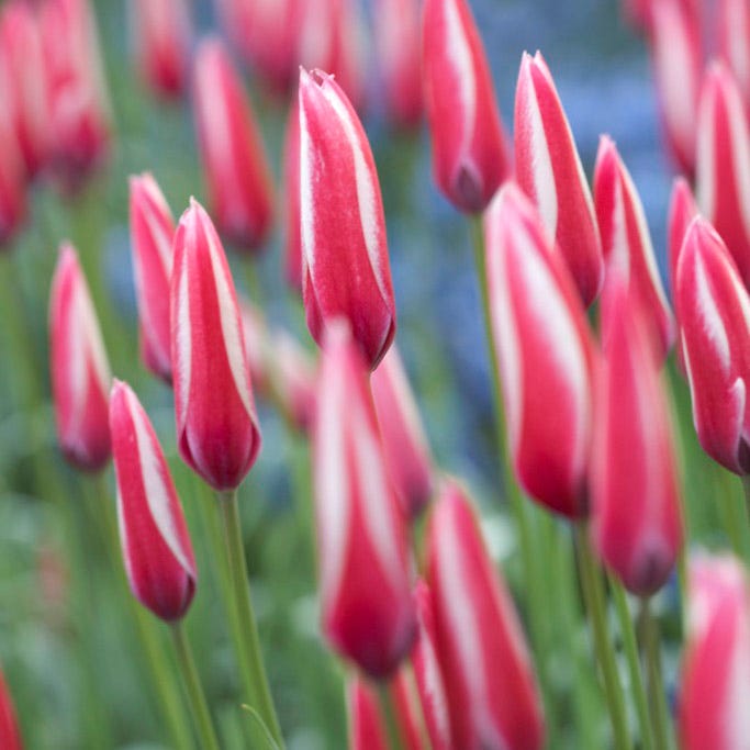 Peppermint Stick Tulip - Thumbnail 3