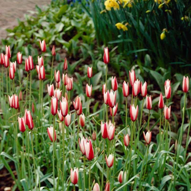 Peppermint Stick Tulip - Thumbnail 5