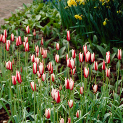 Peppermint Stick Tulip