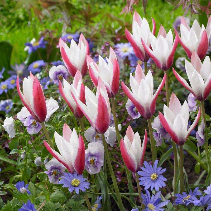 Peppermint Stick Tulip Bulbs | High Country Gardens
