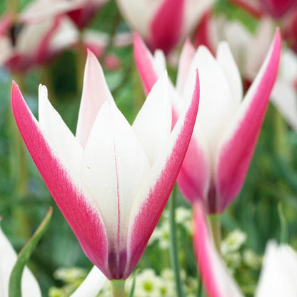 Peppermint Stick Tulip