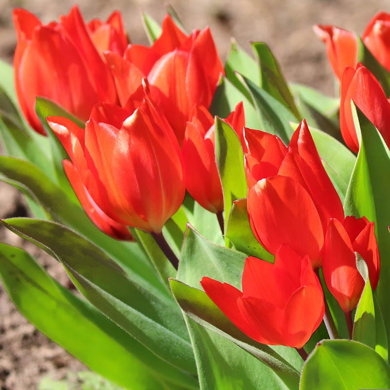 Aztec Cocoa Tulip Bulb Collection