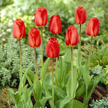 Oxford Darwin Tulip