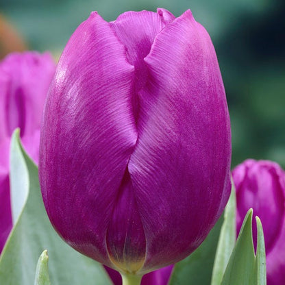 Purple Prince Single Early Tulip
