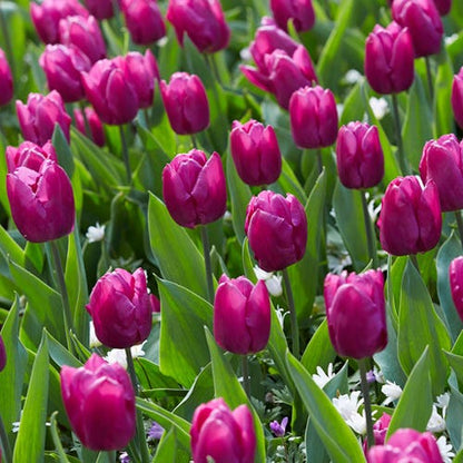 Purple Prince Single Early Tulip