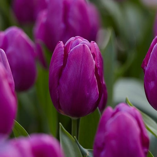 Purple Prince Single Early Tulip - Thumbnail 2