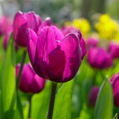 Purple Prince Single Early Tulip