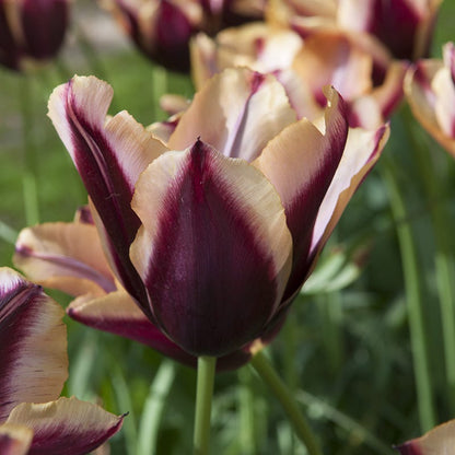 Slawa Triumph Tulip
