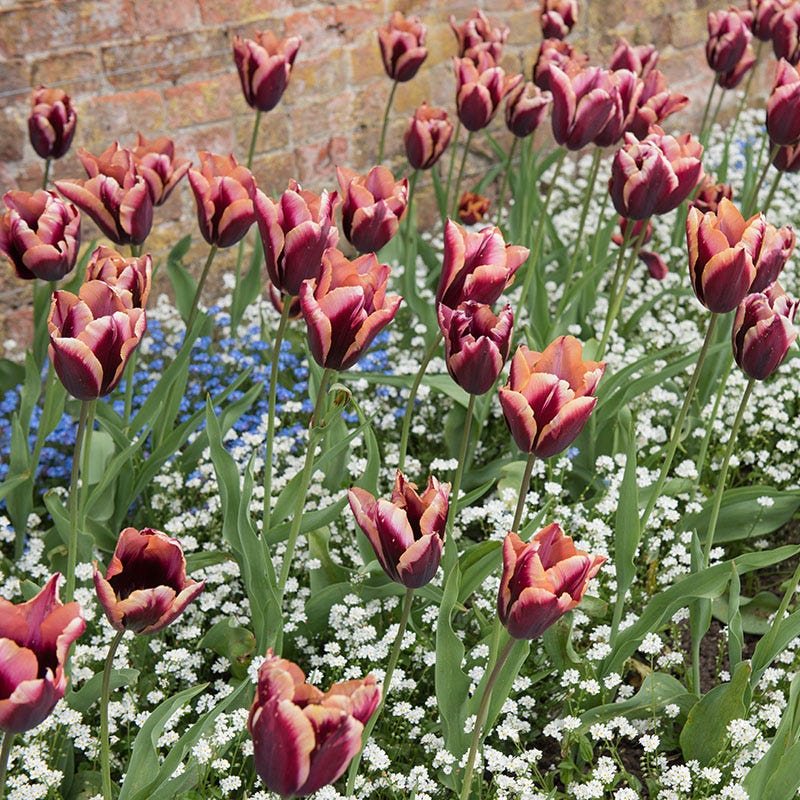 Aztec Cocoa Tulip Bulb Collection