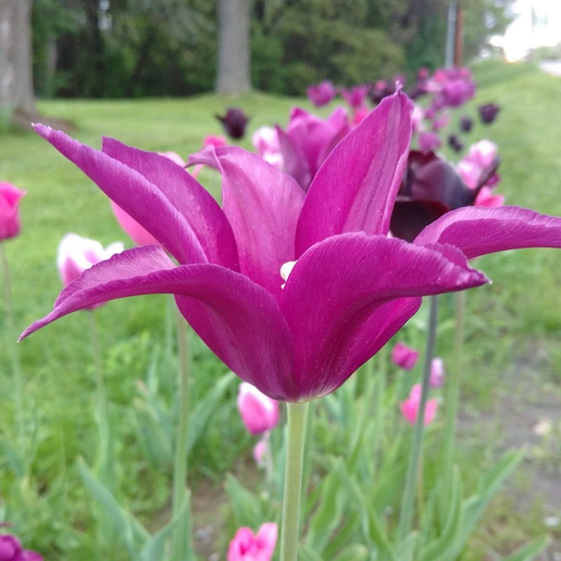 Blue Moon Triumph Tulip Mix