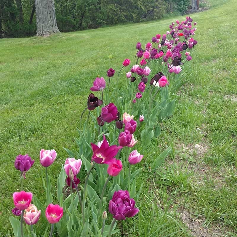 Blue Moon Triumph Tulip Mix