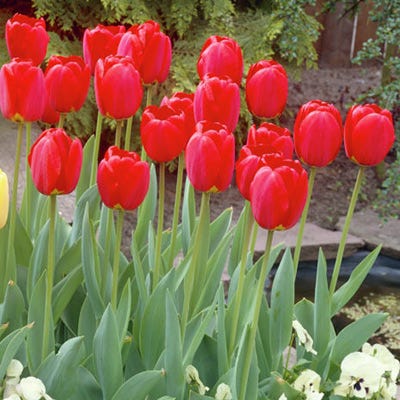 Oxford Darwin Tulip