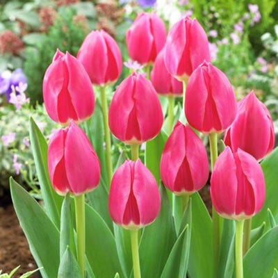 Rosy Delight Darwin Tulip Bulbs, Tulipa | High Country Gardens