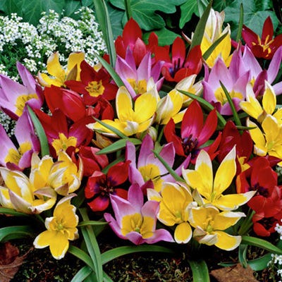 Wildflower Tulip Mix - Thumbnail 2