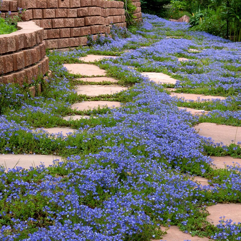 ground cover plants for pots Tread On Me Evergreen Groundcover Collection