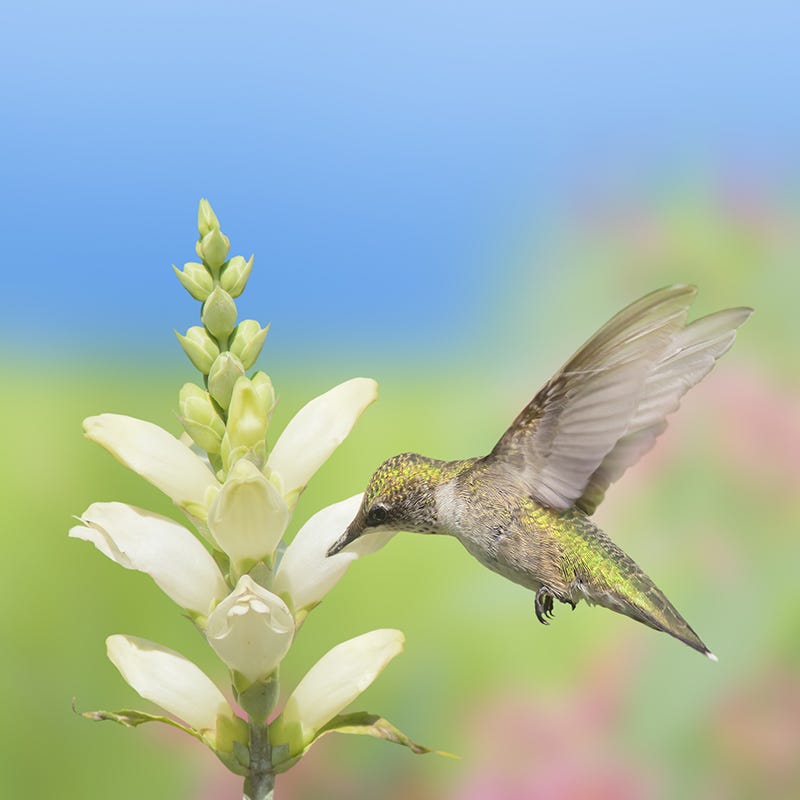 Turtlehead Seeds (Chelone)