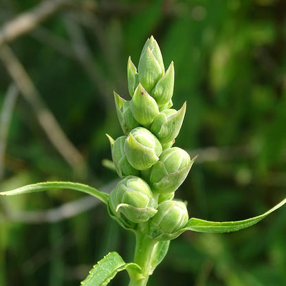 Turtlehead Seeds (Chelone)