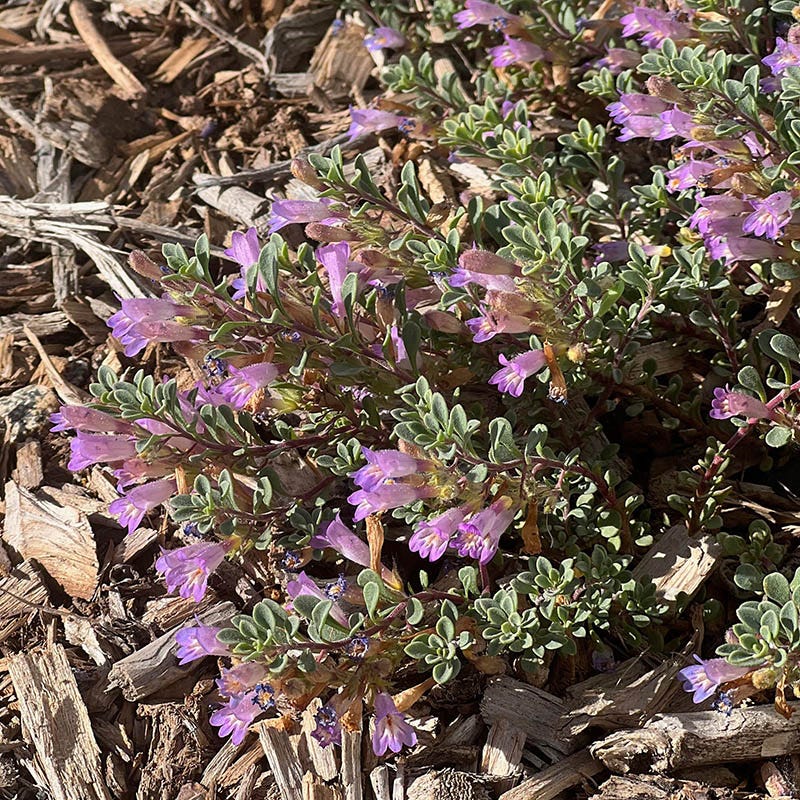 FireSmart Collection - Zone 1