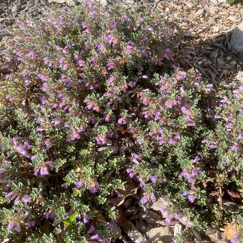 Tushar Bluemat Penstemon