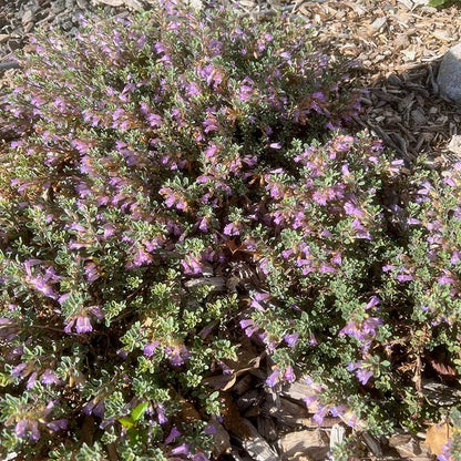 Tushar Bluemat Penstemon