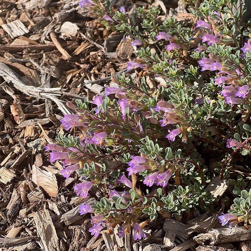 High Country Gardens Penstemon Tushar Bluemat