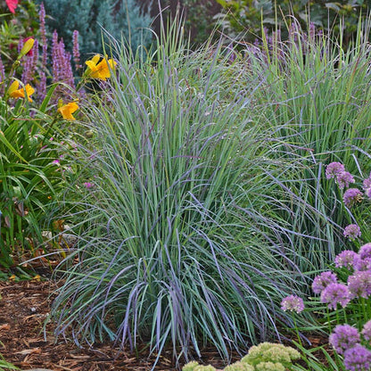 Twilight Zone Little Bluestem Grass