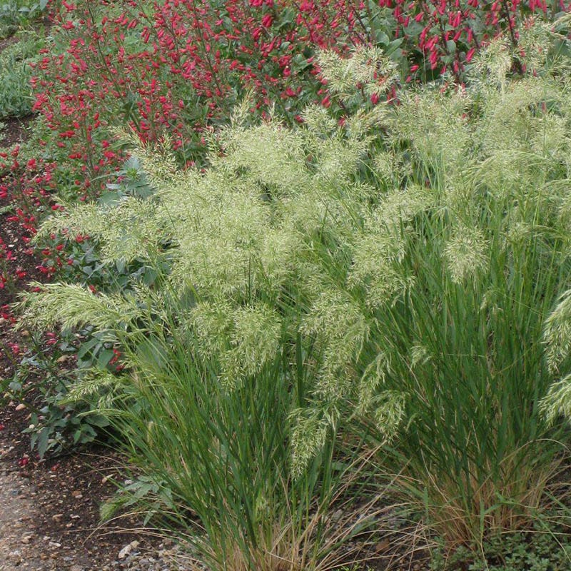 UNDAUNTED® Alpine Plume Grass