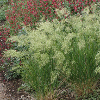 UNDAUNTED® Alpine Plume Grass