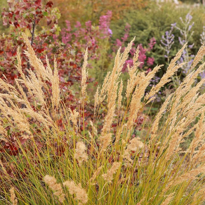 UNDAUNTED® Alpine Plume Grass