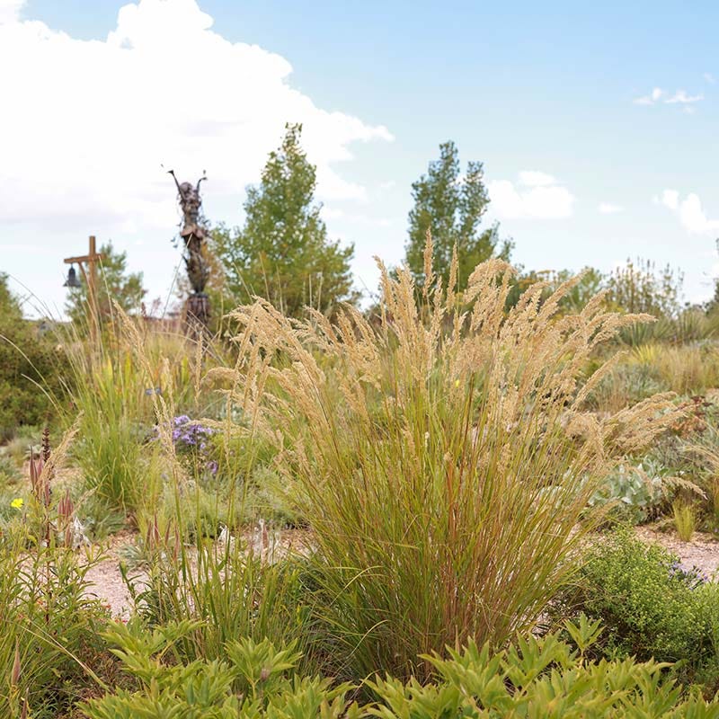 UNDAUNTED® Alpine Plume Grass