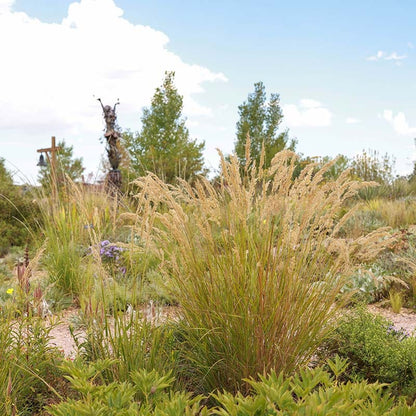 UNDAUNTED® Alpine Plume Grass