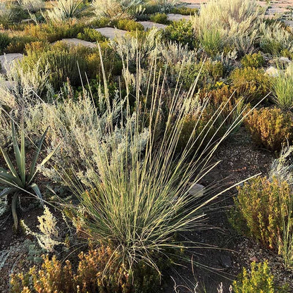 Undaunted® Sure Thing Deer Grass